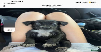 Mixed Breed dogs - Advert 1