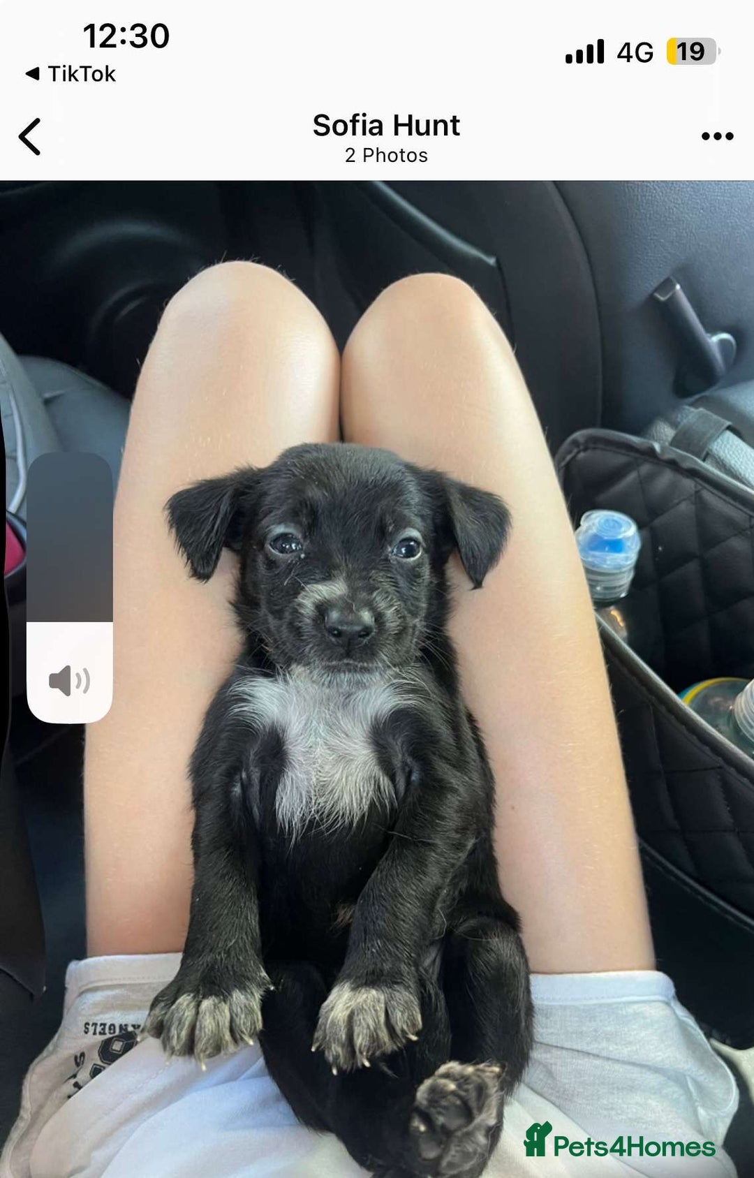 Mixed Breed dogs for sale: Sprollies - Image 2