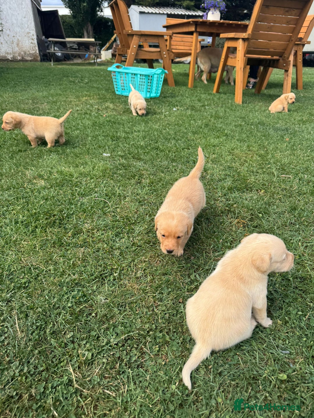 Labrador Retriever dogs for sale: Labrador puppies - Image 15