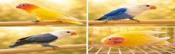 Lovebirds birds for sale: OPALINE DECINO YELLOW, DARK BLUE , DD BLUE OPALINE - Advert 1