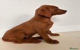 Labrador Retriever dogs for sale: Darkest Fox Red Labrador Puppies  - Image 10