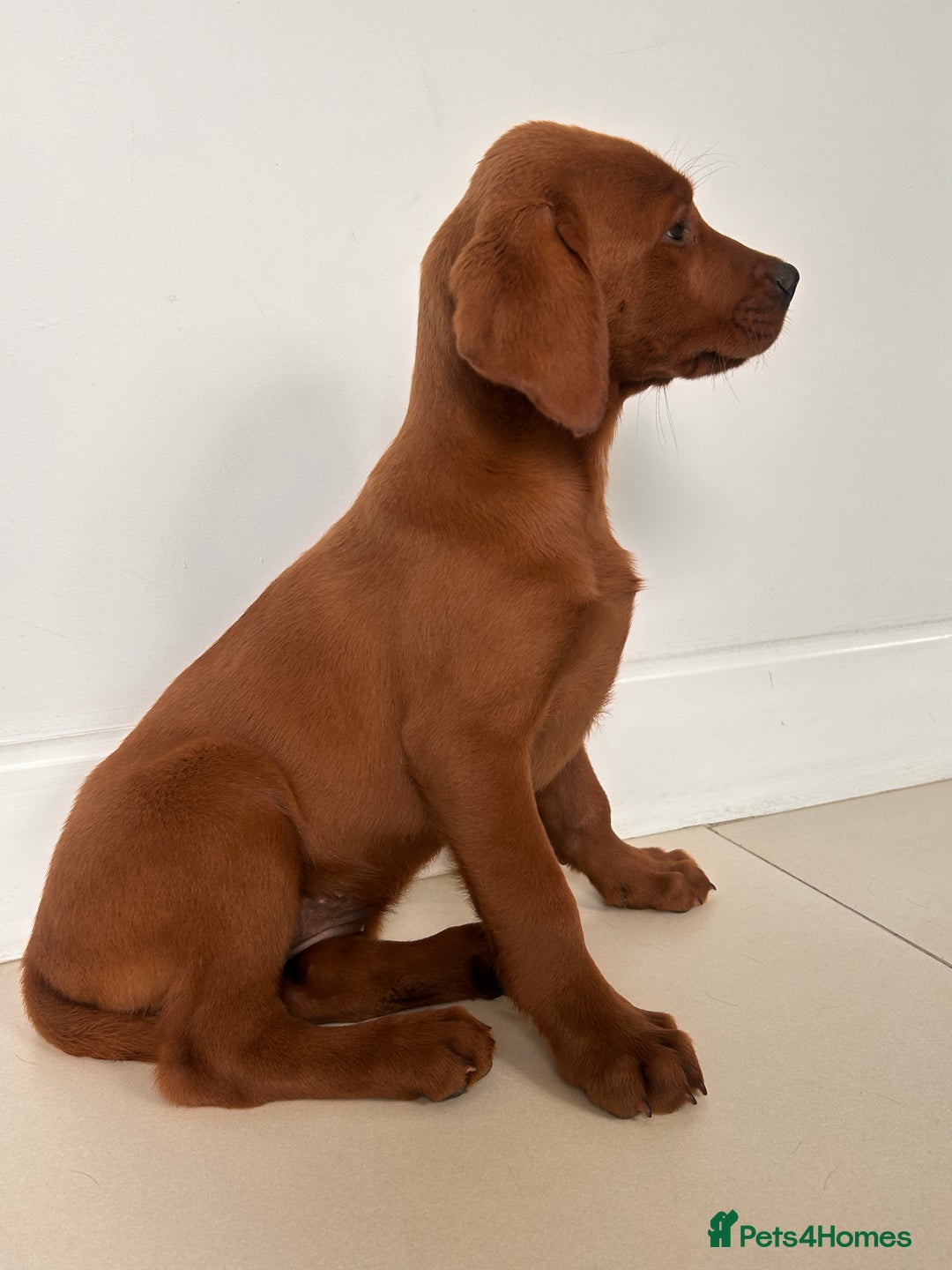 Labrador Retriever dogs for sale: Darkest Fox Red Labrador Puppies  - Image 10