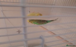 Finches birds for sale: Budgie and finch - Image 1