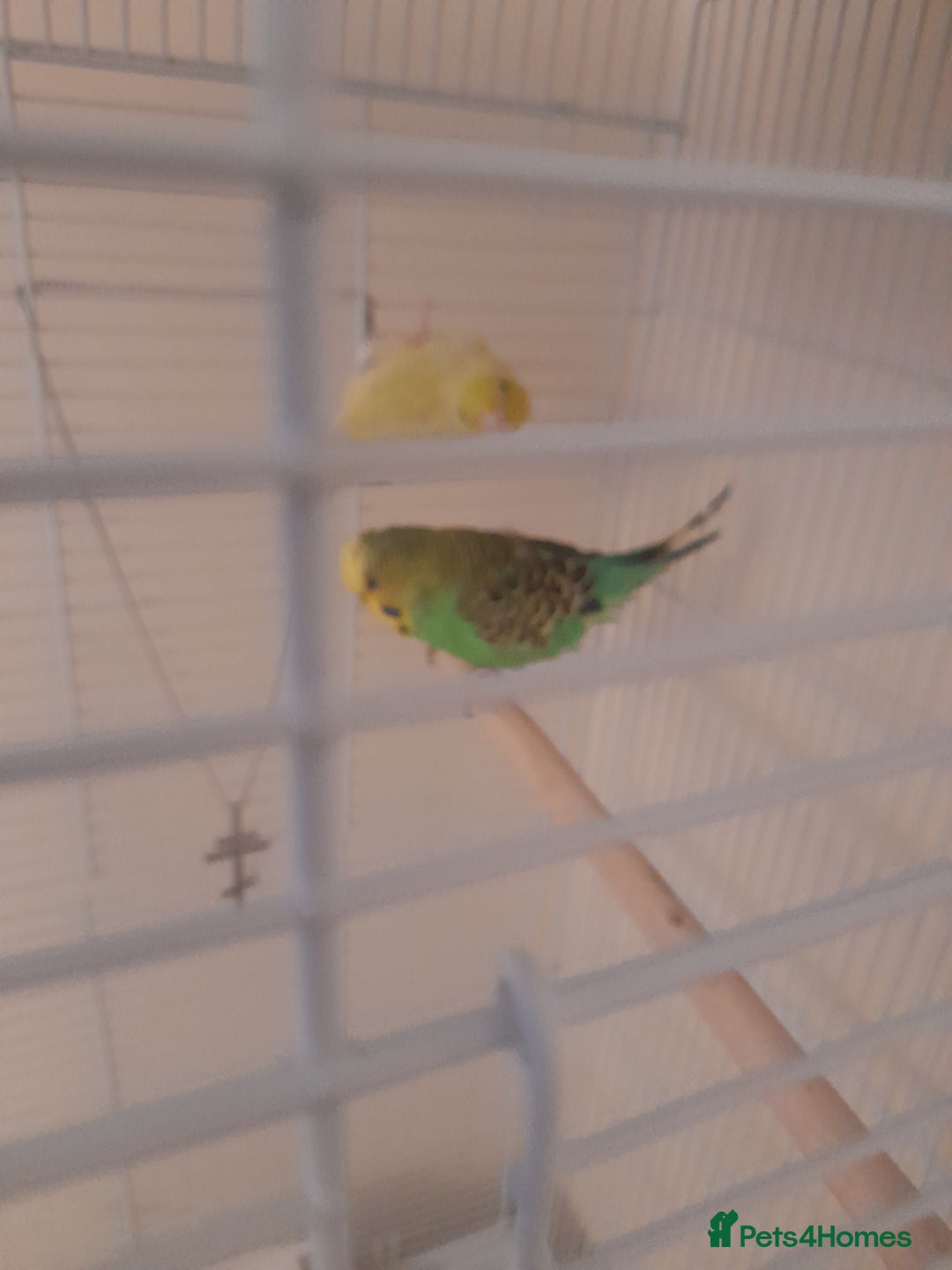 Finches birds for sale: Budgie and finch - Image 1