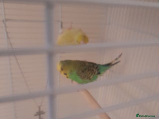 Finches birds - Advert 6