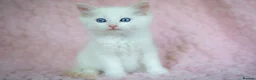 Ragdoll cats for sale: Stunning Ragdolls Reserve Now. - Advert 24