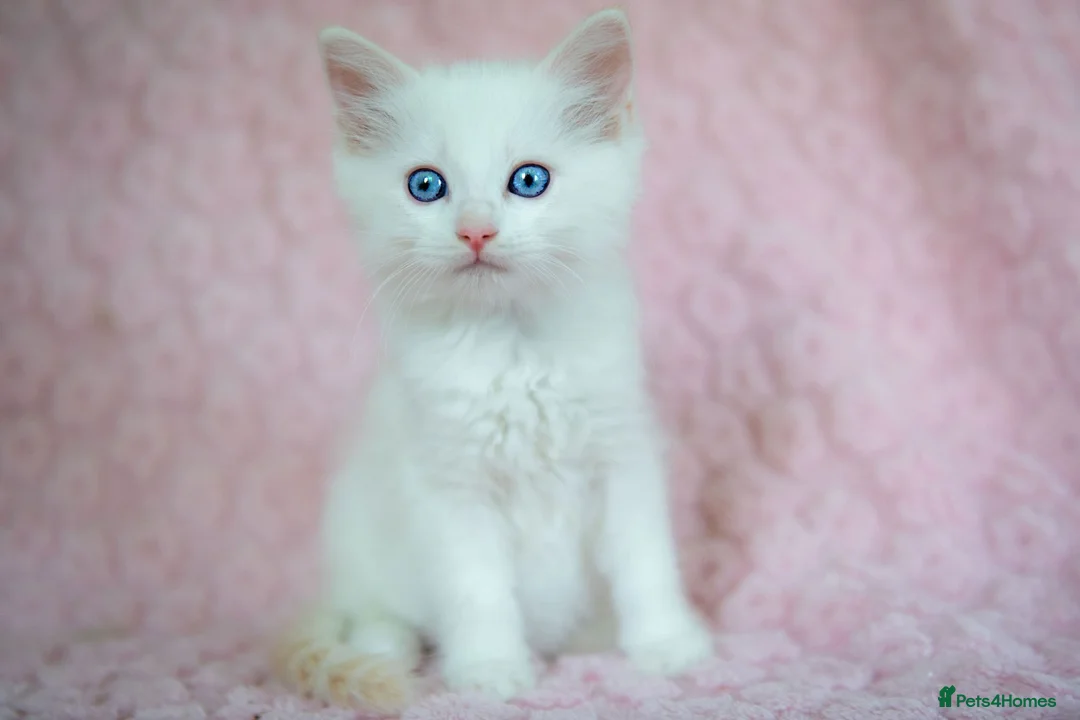 Ragdoll cats for sale: Stunning Ragdolls Reserve Now. - Advert 24