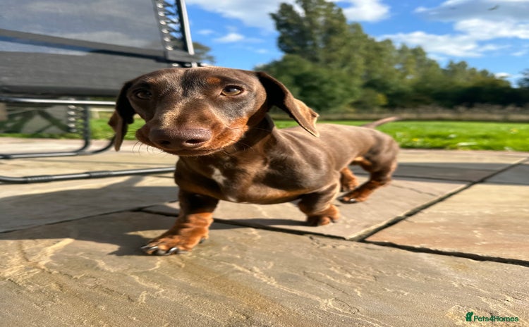 Miniature Dachshund dogs in Herne Bay - Advert 3