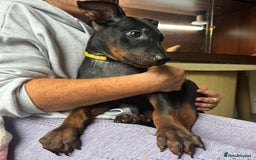 Mixed Breed dogs for sale: Chinese Red Dogs - Image 1