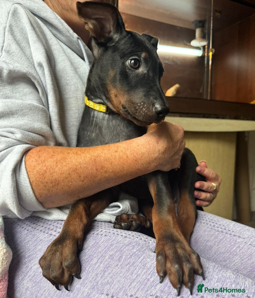 Mixed Breed dogs for sale: Chinese Red Dogs - Image 1