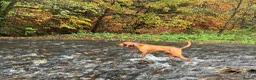 Hungarian Vizsla dogs for sale: Hungarian Vizslas - Advert 9