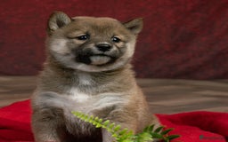 Japanese Shiba Inu dogs for sale: Beautiful KC Reg Japanese Shiba Inu Puppies - Image 9
