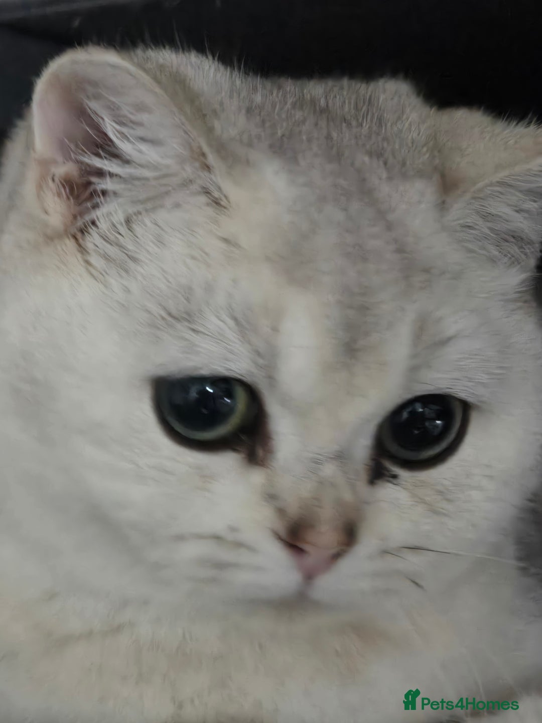 British Shorthair cats for sale: Only Alaskian Ice now available  - Advert 4