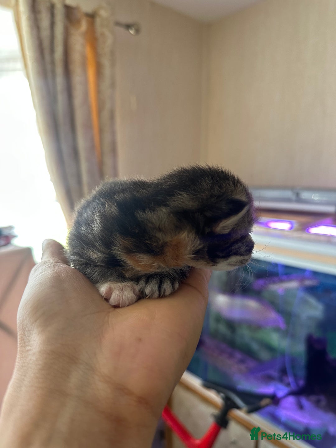 Norwegian Forest Cat cats for sale: Kittens for sale  - Image 10