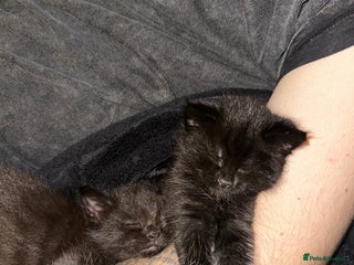 Maine Coon cats Maine Coon Kittens - Advert 14