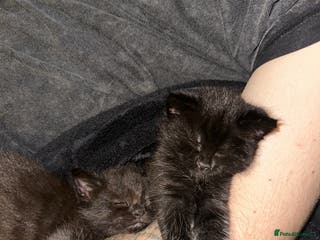 Maine Coon cats for sale: Maine Coon Kittens - Advert 1