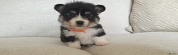 Welsh Corgi Pembroke dogs for sale: 8 Beautiful Kc Welsh Corgi puppies ready soon... - Advert 18