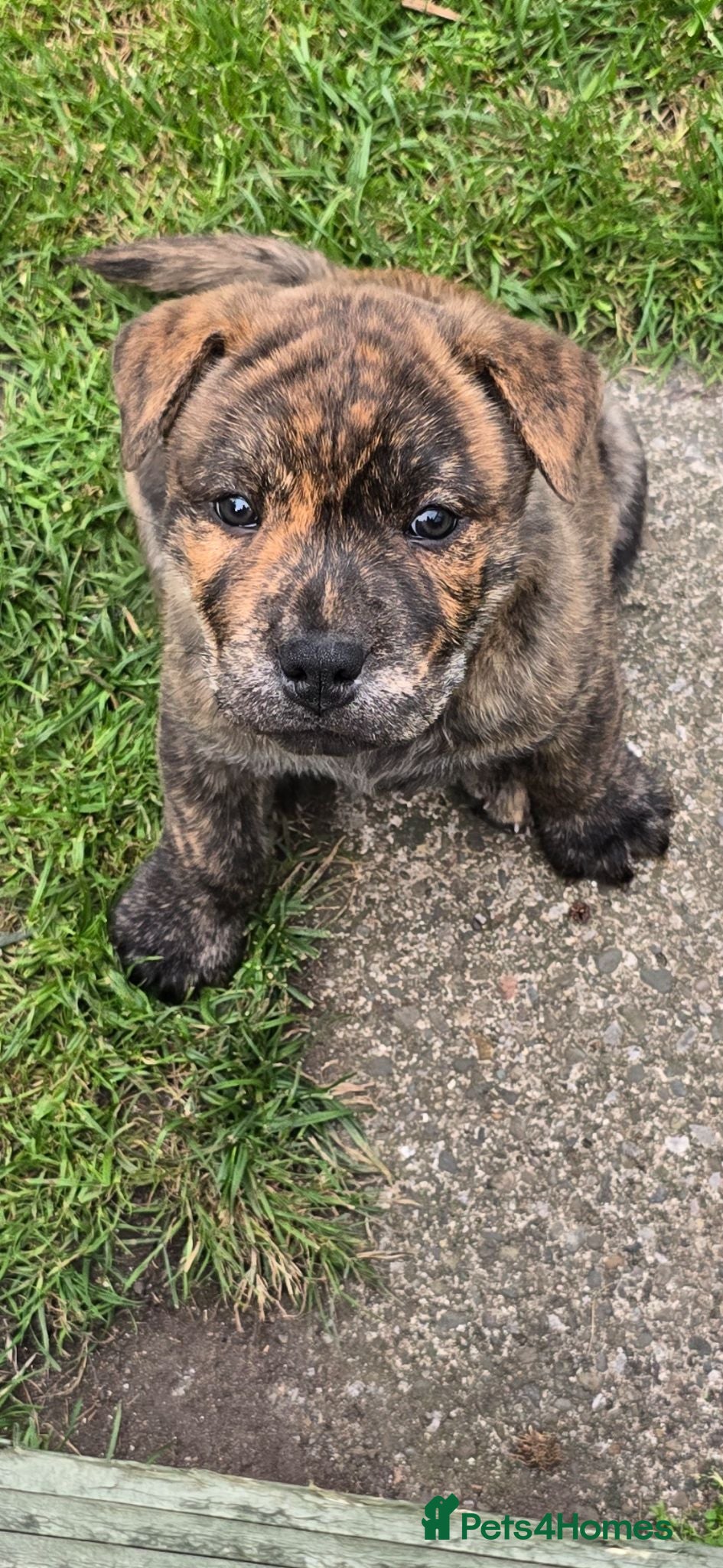 Mixed Breed dogs Chaffy babies - Advert 1
