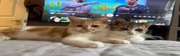 British Longhair cats for sale: British Shorthair & Longhair Kittens - Advert 3