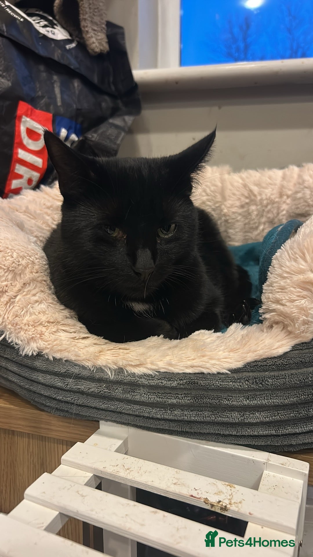 Domestic Shorthair cats for sale: Pretty black female cat - Advert 6