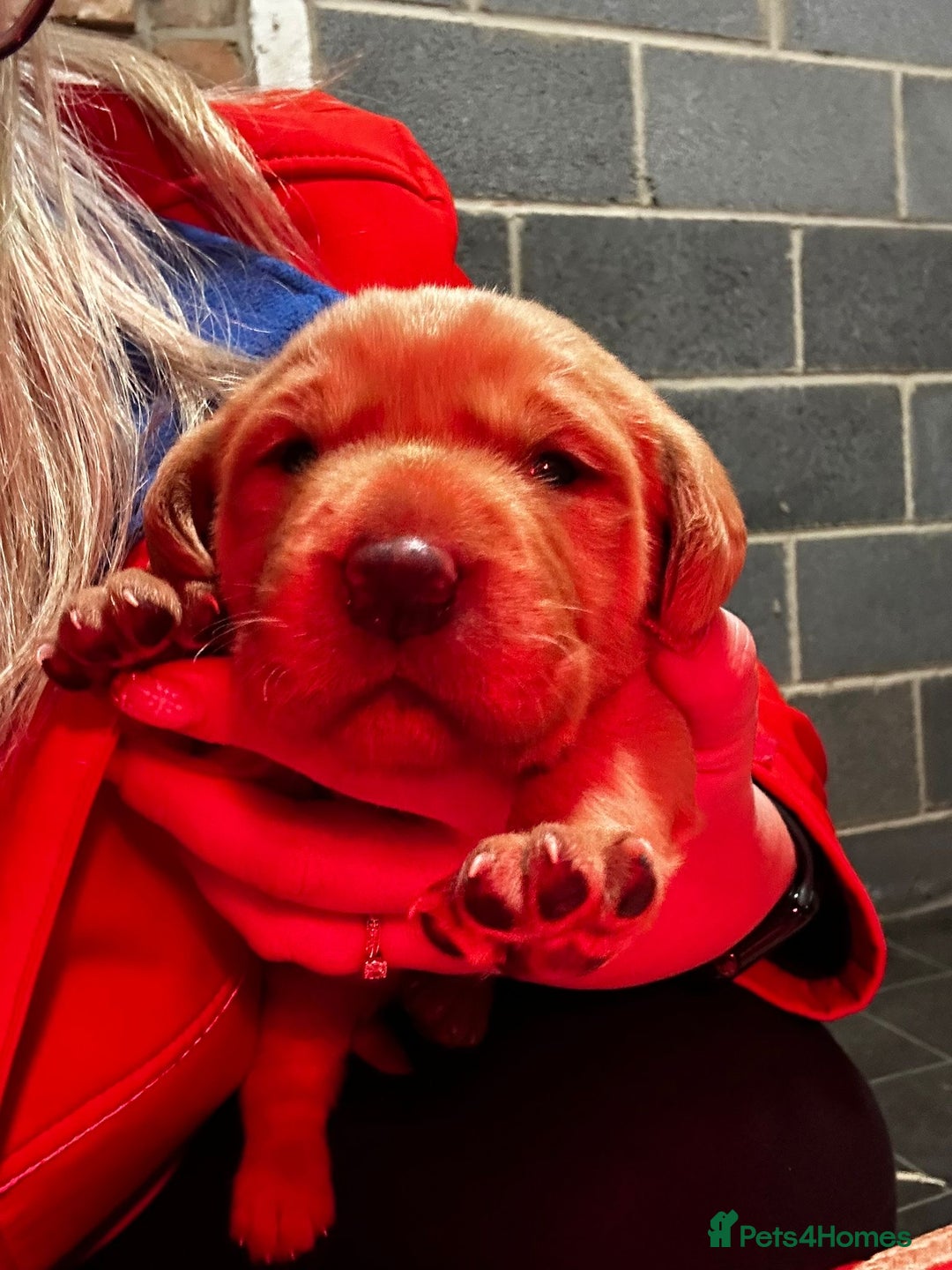 Labrador Retriever dogs for sale: Chunky red lab pups - Advert 4