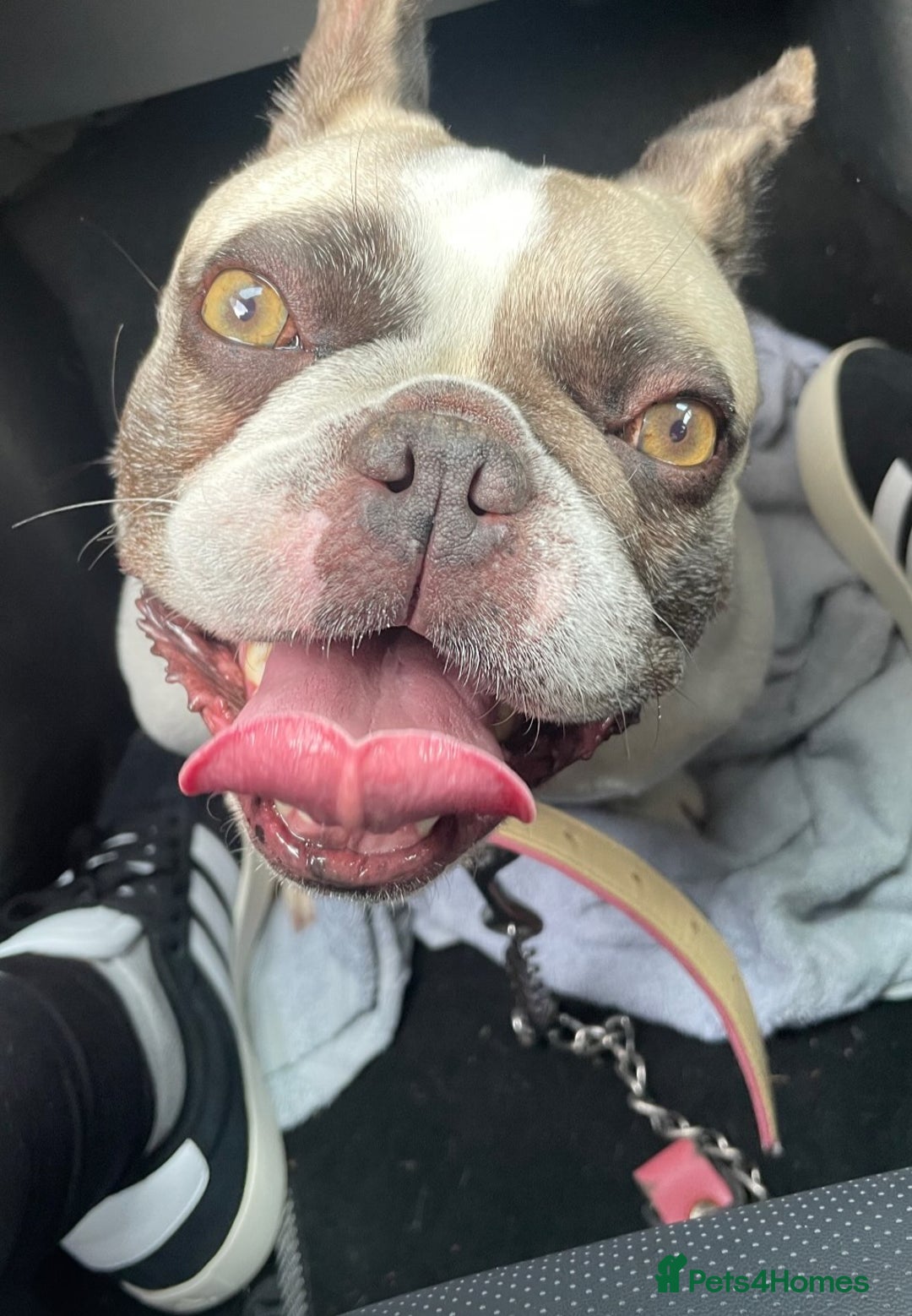 French Bulldog dogs for sale: Female French bulldog  - Image 2