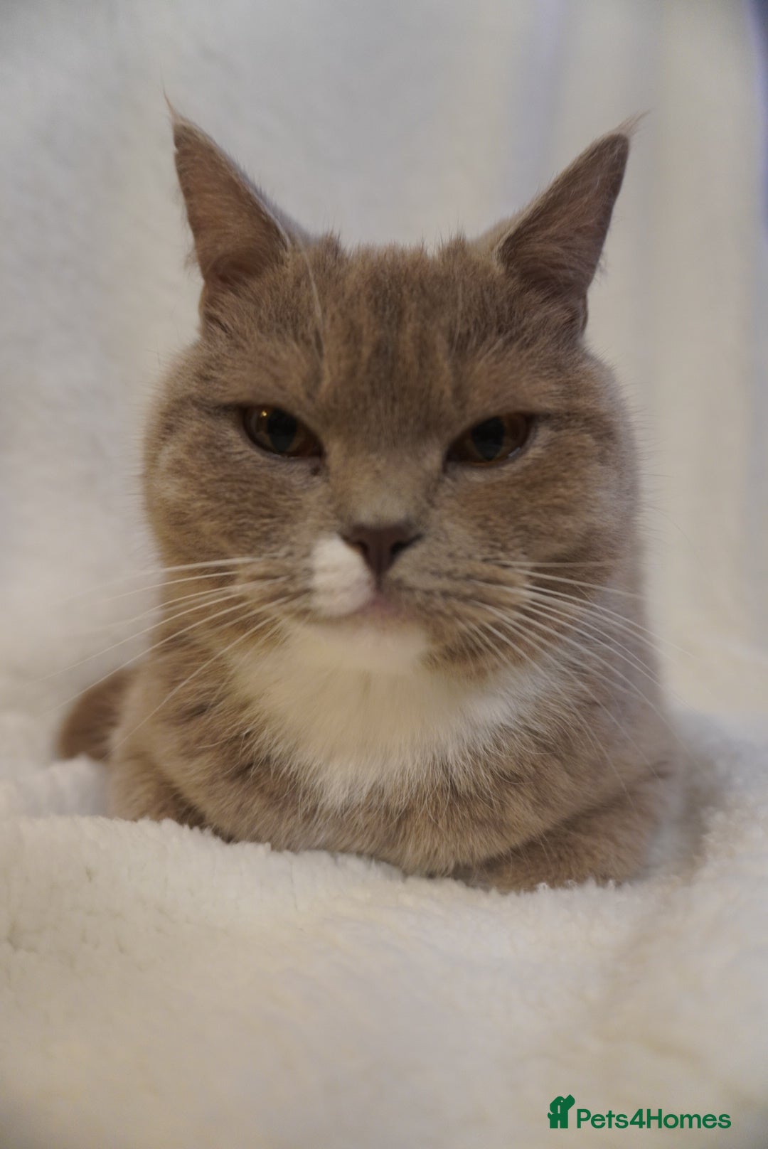 British Shorthair cats for sale: Britishshort hair and a tabby  - Advert 5