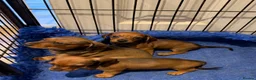 Miniature Dachshund dogs for sale: Adoreable home reared in profeshional home - Advert 6