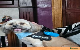 Lhasa Apso dogs for stud: Full pedigree Lhasa Apso for Stud - Image 6