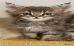 Maine Coon cats for sale: Full pedigree Maine Coon kittens for sale - Image 4