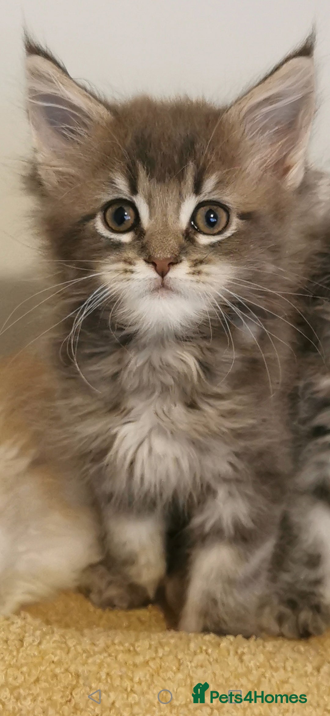 Maine Coon cats for sale: Full pedigree Maine Coon kittens for sale - Image 4