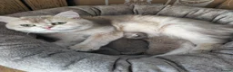 British Shorthair cats for sale: British golden chinchilla male  - Advert 9