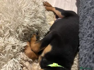 Rottweiler dogs Rottweiler puppies, only one girl left !!! - Advert 1