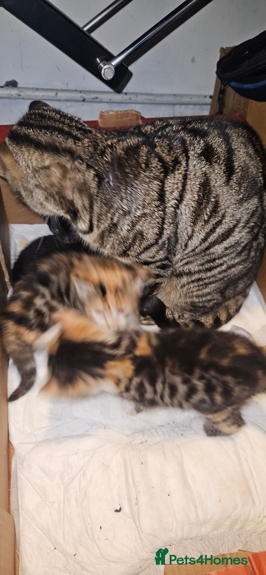 Bengal cats for sale: Kittys:Bengal+British parents  - Advert 10