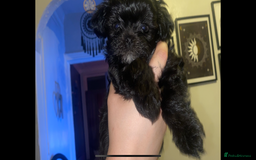 Maltipoo dogs for sale: F1 dollface Korean/Asian maltipoo fur babys  😍💙 - Advert 4