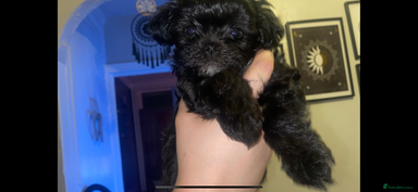 Maltipoo dogs F1 dollface Korean/Asian maltipoo fur babys 😍💙 - Advert 11