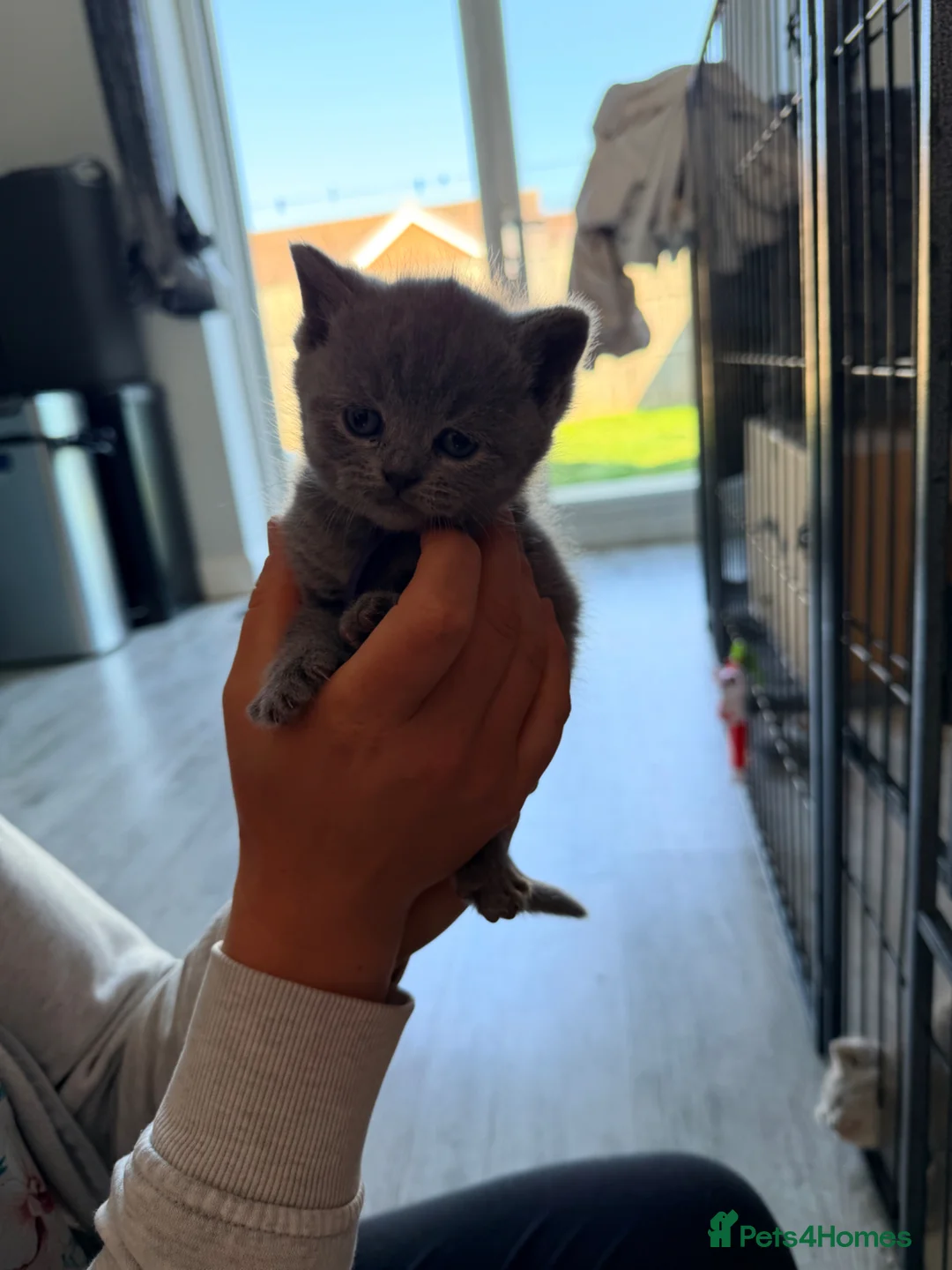 British Shorthair cats for sale: British shorthair kittens in New Romney - Advert 17