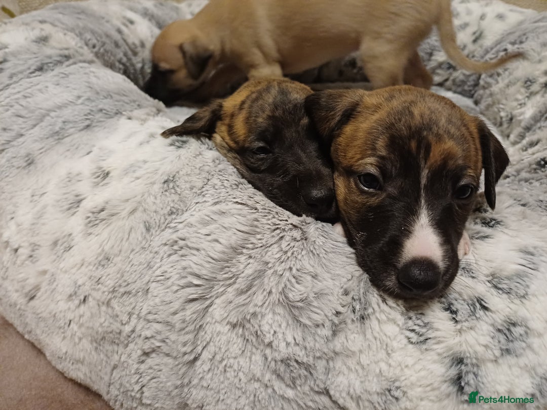 Whippet dogs for sale: KC  REG WHIPPET PUPS - Advert 33