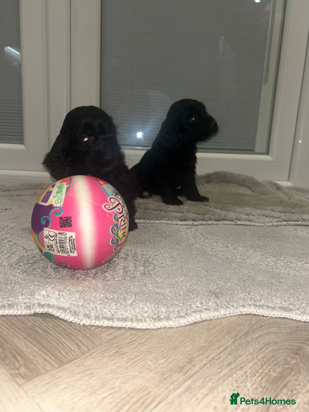 Cockapoo dogs for sale: F1 cockapoo puppies  - Advert 20