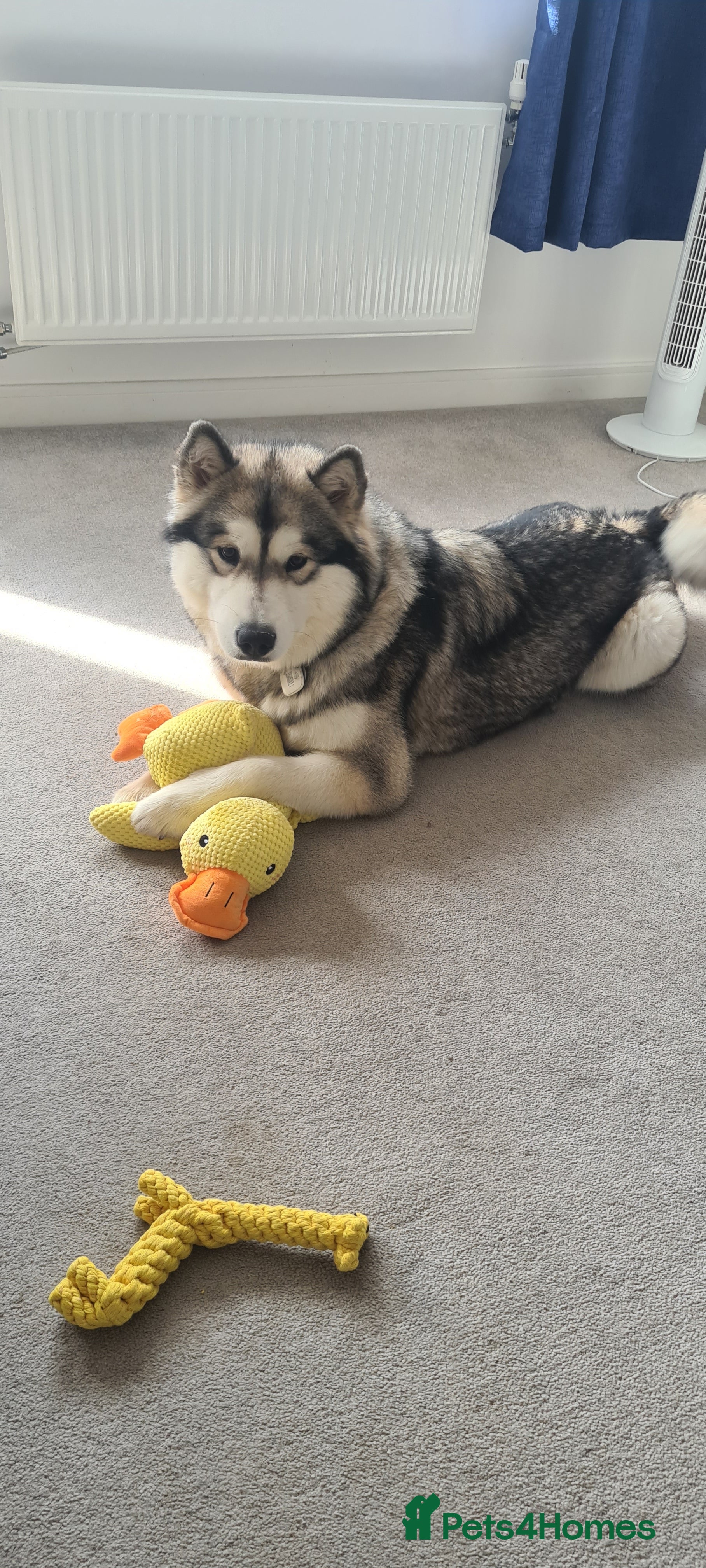 Alaskan Malamute dogs 1 year old female  - Advert 4