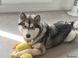 Alaskan Malamute dogs 1 year old female - Advert 4