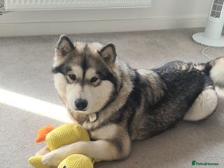 Alaskan Malamute dogs 17 month old female Winter - Advert 2