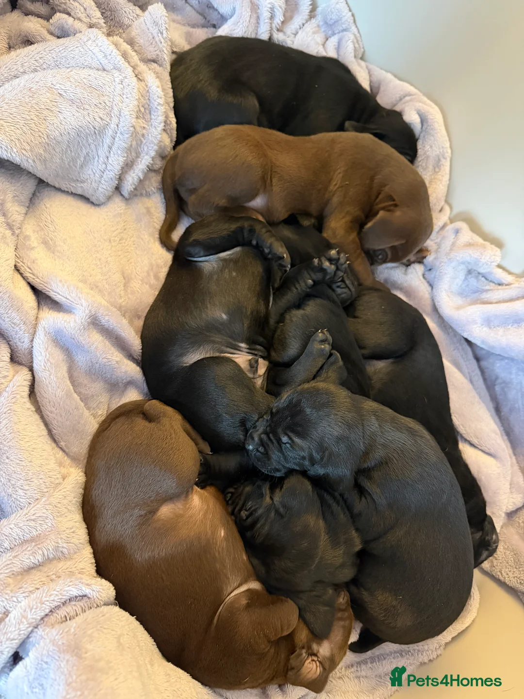 Mixed Breed dogs for sale: Vizmaraner puppies  - Advert 18