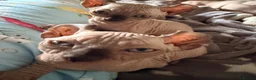 Sphynx cats for sale: Ready now Sphynx kittens - Advert 27