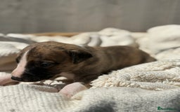 Whippet dogs for sale: Beautiful pedigree whippet puppies  - Image 11