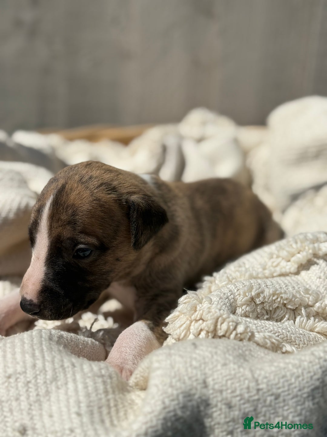 Whippet dogs for sale: Beautiful pedigree whippet puppies  - Image 11