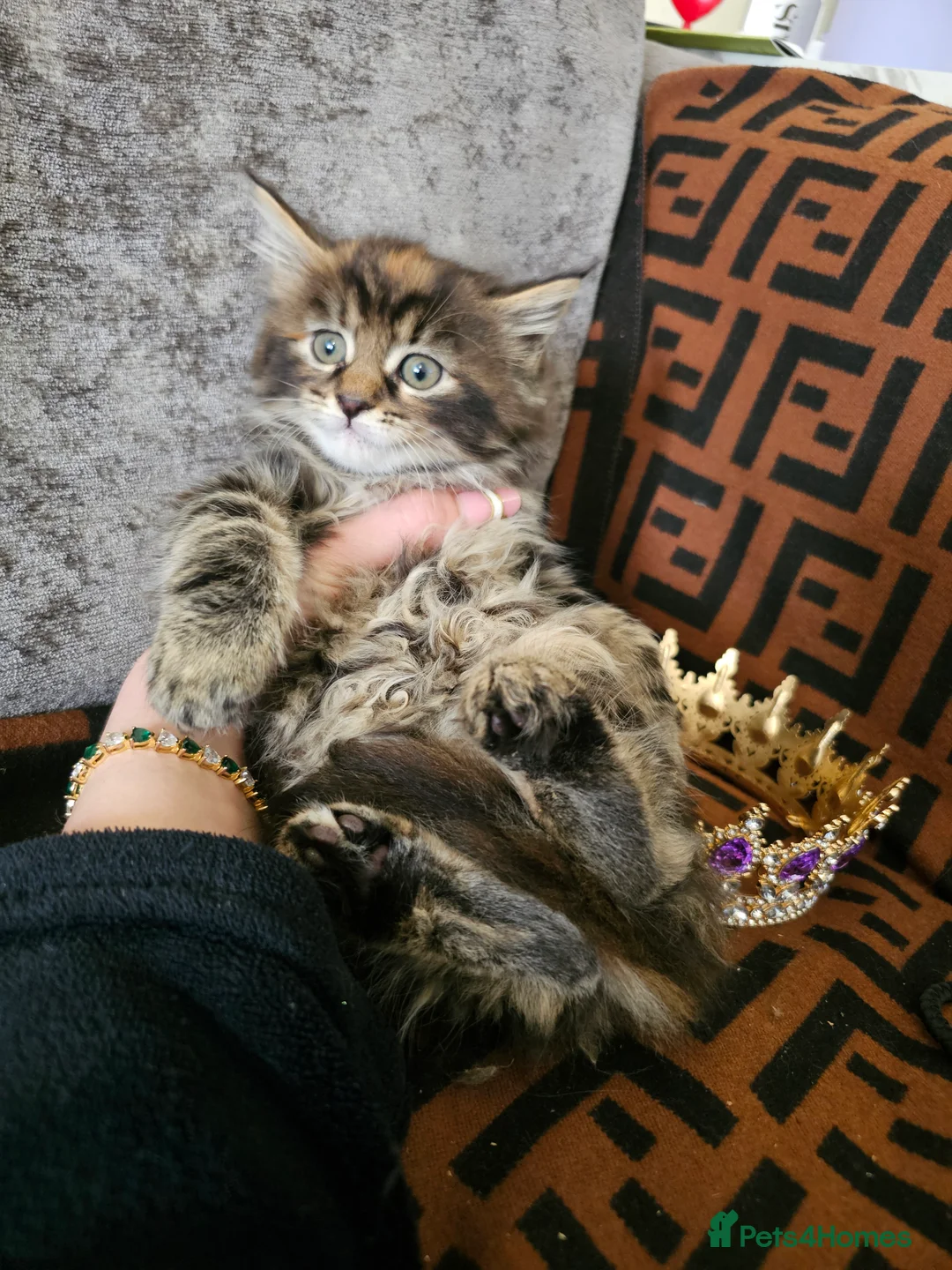 Maine Coon cats for sale:  Beautiful Siberian x Maine Coon Kittens Available - Advert 21