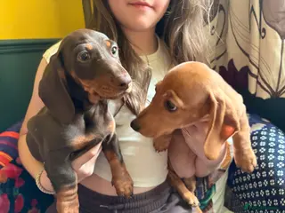 Dachshund dogs Miniature Smooth Haired Dachshunds - Advert 12