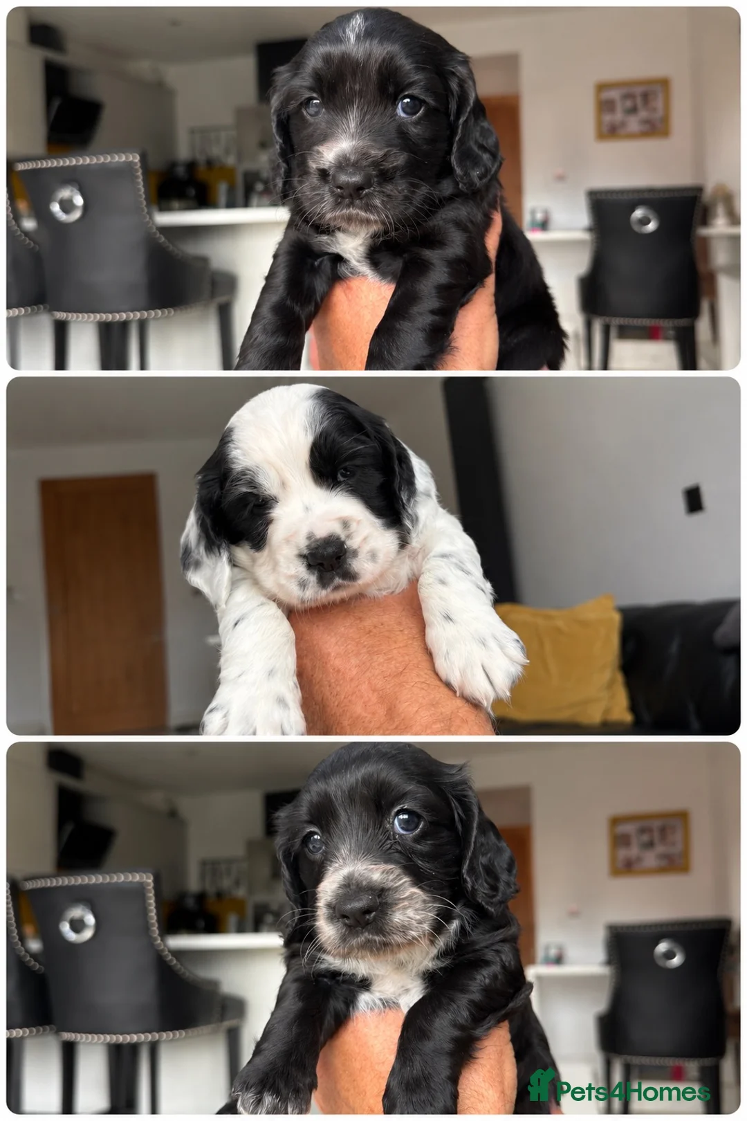 Cocker Spaniel dogs for sale: Excellent bloodline working Cocker spaniels KC reg - Advert 2