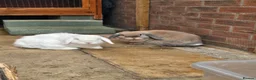 Mini Lop rabbits for sale: 2 Bonded mini lops  - Advert 4